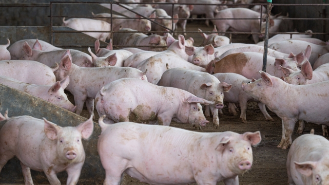 Alívio no preço do milho em junho fez custo de produção de suínos baixar 6,50%, segundo Embrapa