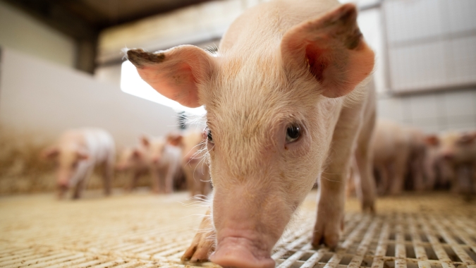 Volume exportado de carne suína alcança 56,6 mil toneladas até a terceira semana de junho/23
