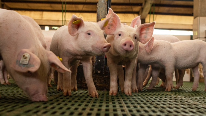 Suinocultura independente: março começa com preços em diferentes direções nas praças produtoras