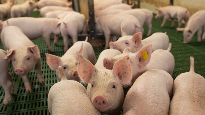 Suinocultura independente: início de setembro com preços mostrando comportamentos diferentes entre as principais praças produtoras