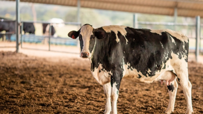 Surto de gripe aviária em vacas leiteiras se amplia em Ohio, Kansas, Novo México