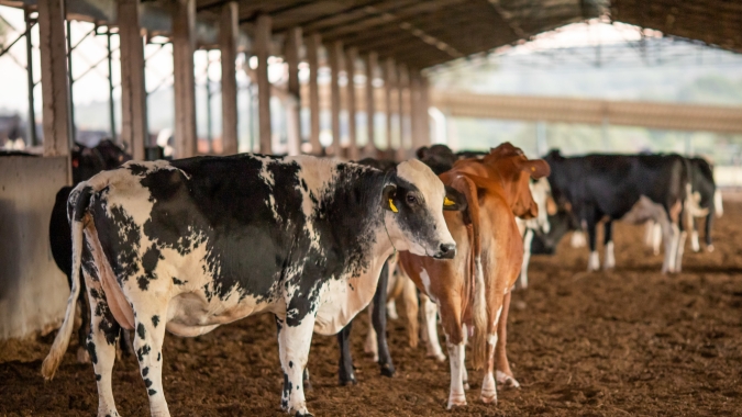 Incentivo à produção de leite, gado de corte e ovinos no Meio-Oeste de SC