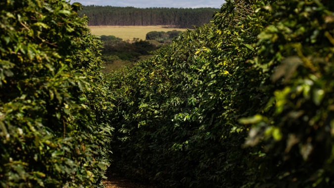Novas áreas de café podem trazer alívio ao mercado global em 3 anos, diz OIC