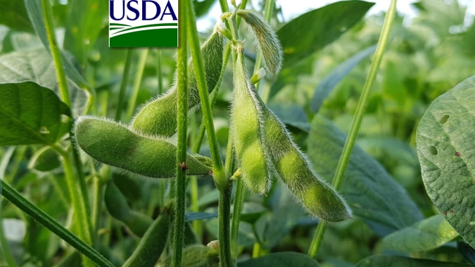 USDA reduz índice de lavouras de soja em boas/excelentes condições, mas mantém no milho