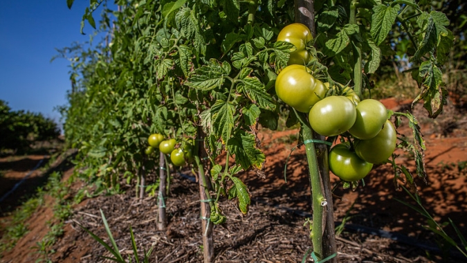 Agrodefesa orienta sobre o transplantio de mudas de tomate, em Goiás