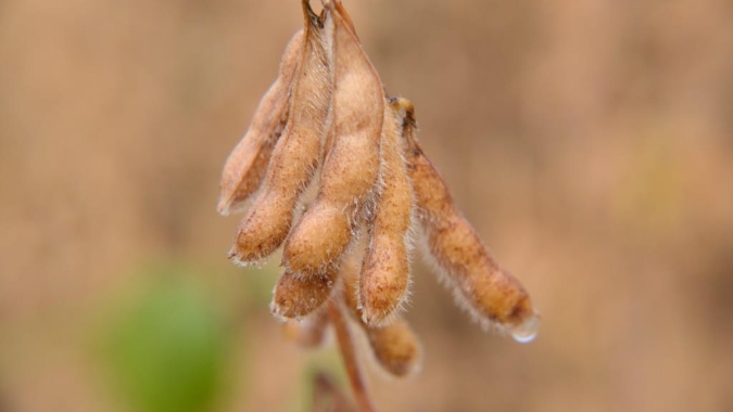 Soja: Óleo no limite de baixa e clima bom esperado para o Corn Belt voltam a derrubar Chicago