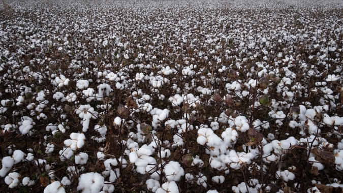 Produtores baianos de algodão reforçam compromisso com a sustentabilidade na safra 2019/2020