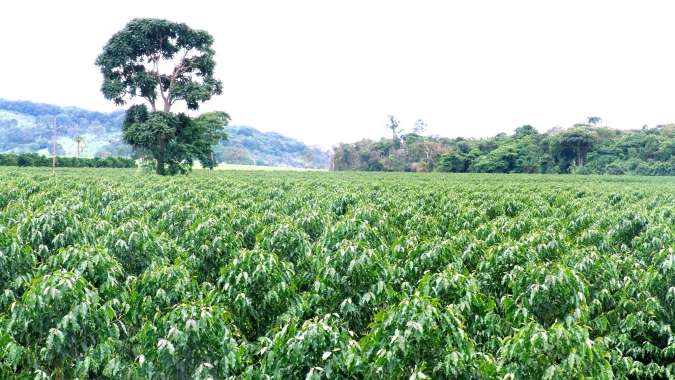 Emater prepara instalação de polo cafeeiro em assentamentos rurais em Santa Rita do Araguaia﻿/GO