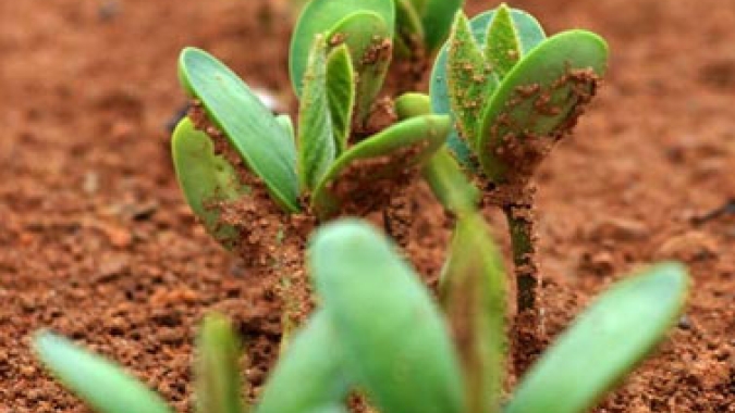 Plantio de soja 2022/23 atinge 74% da área no Brasil; seca no Centro-Oeste preocupa