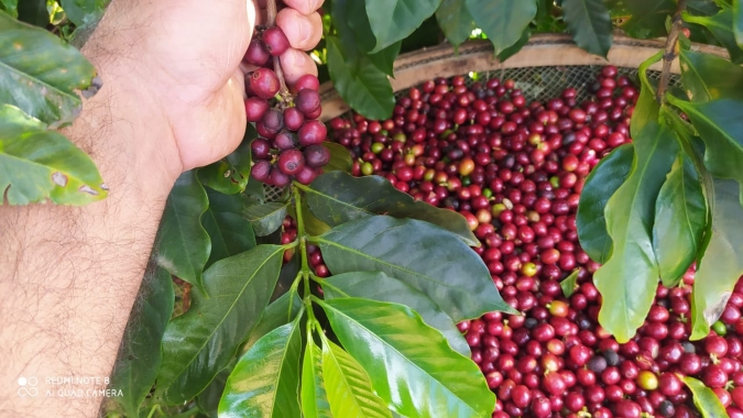 Mercado do café segue volátil e passa a registrar ganhos nas bolsas internacionais no início da tarde desta 6ª feira (31)