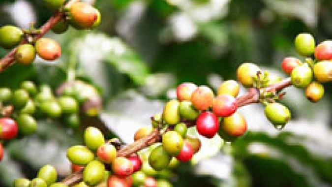 Café/Cepea: Chuvas devem aliviar cafezais