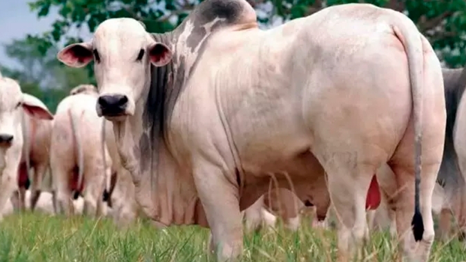 Boi/Cepea: Queda no preço da carne reforça pressão sobre valores do boi