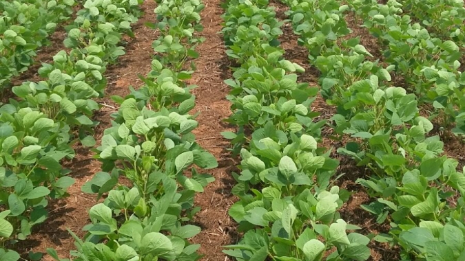 Cooperado COPLACANA vence Desafio de Máxima Produtividade da Soja do CESB