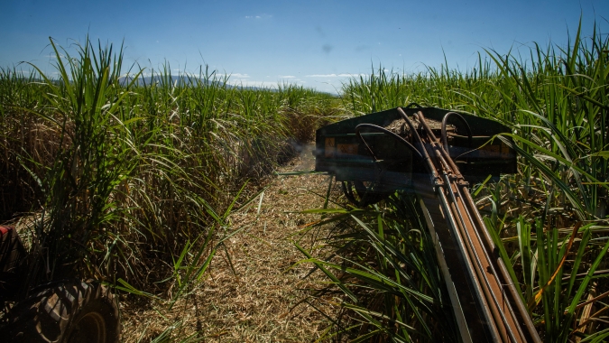 Moagem de cana-de-açúcar atinge 16 milhões  de toneladas na segunda quinzena de novembro