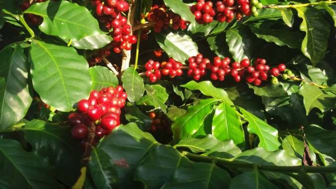 Café: NY abre sessão desta 4ª com poucas movimentações após altas