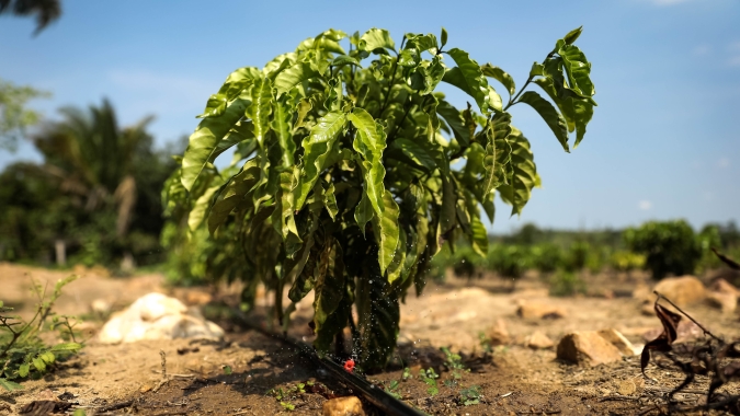 Sistema de irrigação custeado pelo Governo de MT garante produção de café em Colniza