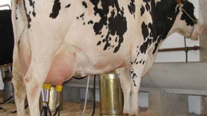 Emater-MG estimula o desenvolvimento da pecuária leiteira em município do Norte de Minas