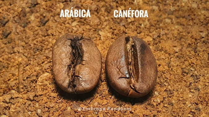 Arábica ou canéfora? Não é preciso escolher!, por Enrique Alves