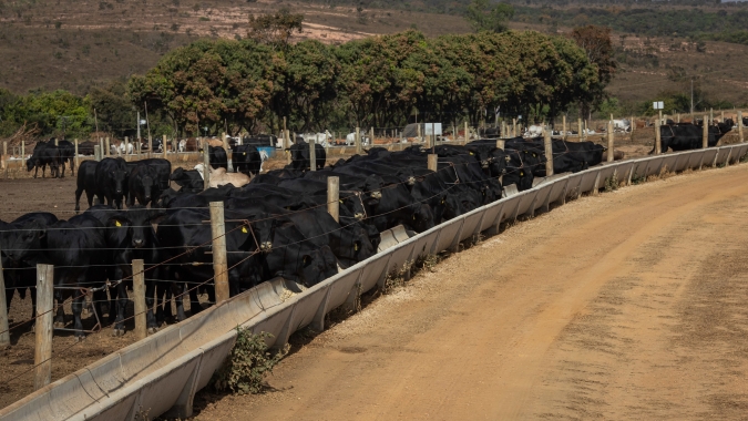 Dados preliminares do Censo de Confinamento da dsm-firmenich indicam aproximadamente 7 M de bovinos confinados em 2023