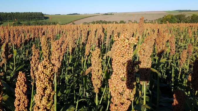 Técnica de processamento melhora a digestibilidade do sorgo e aumenta seu potencial antioxidante