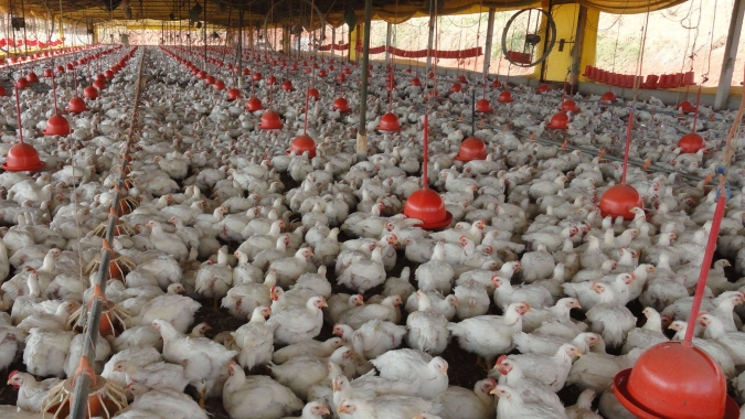 Mercado do frango continua andando de lado neste início do mês