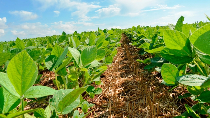 Plantio da soja chega próximo do fim em Douradina/MS e boas condições animam para altas produtividades