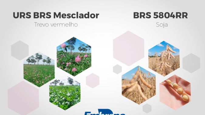 Expodireto Cotrijal: lançamentos da Embrapa no primeiro dia da feira