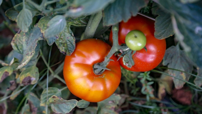 Com 18 milhões de pés, tomate une gerações no município de Reserva/PR