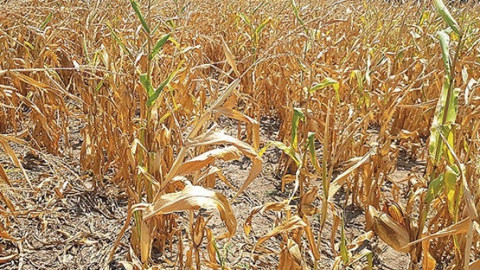 Epagri/Ciram desenvolve novo método para monitorar estiagem na agricultura