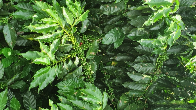Cuidado no pós colheita e pré florada: Uso de cobre contribui para retenção foliar e produtividade