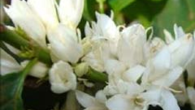 Café/Cepea: Chuvas garantem abertura de floradas; atenções se voltam ao pegamento