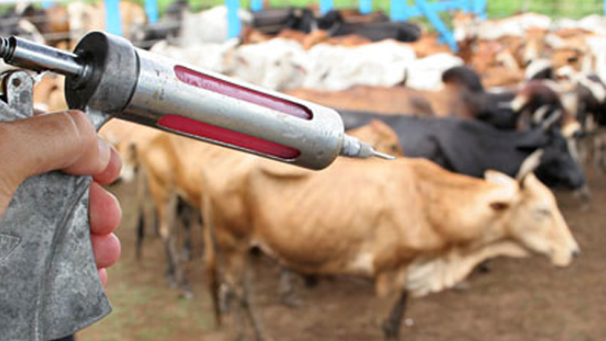 Produtor rural tem até o dia 31 de maio para vacinar os bovídeos contra a febre aftosa