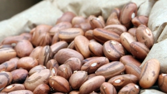 Ibrafe: Mercado do feijão está atento ao consumo