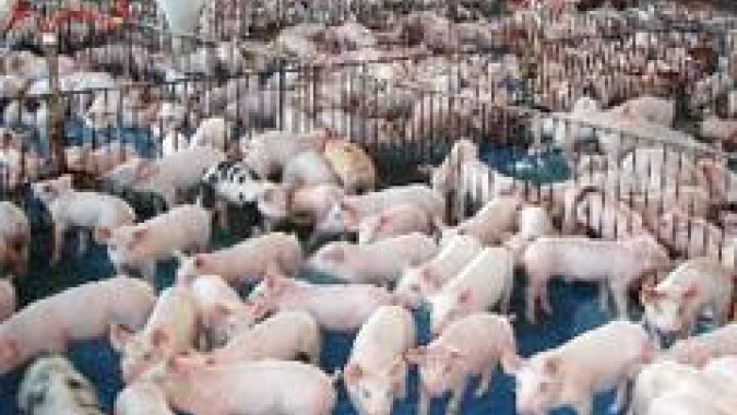 Suinocultura independente: final de setembro traz movimentações distintas nas principais praças produtoras