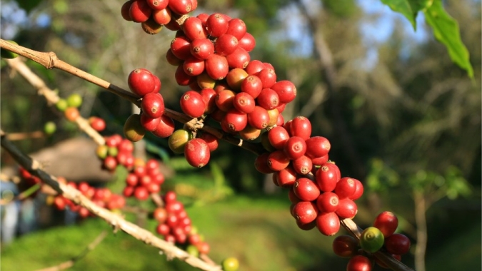 Café: Expectativa de uma menor safra brasileira impulsiona novamente as altas nas bolsas internacionais no fechamento desta 5ª feira (08)