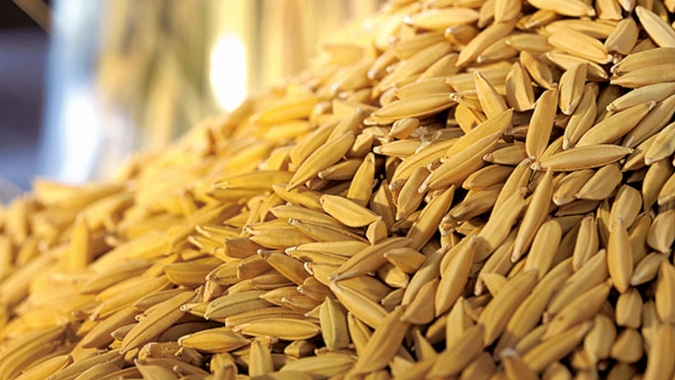 Arroz/Cepea: Abril registra maior média desde set/25, mas liquidez segue limitada