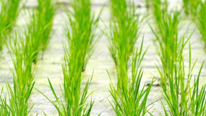 Semeadura de arroz no RS alcança 68%