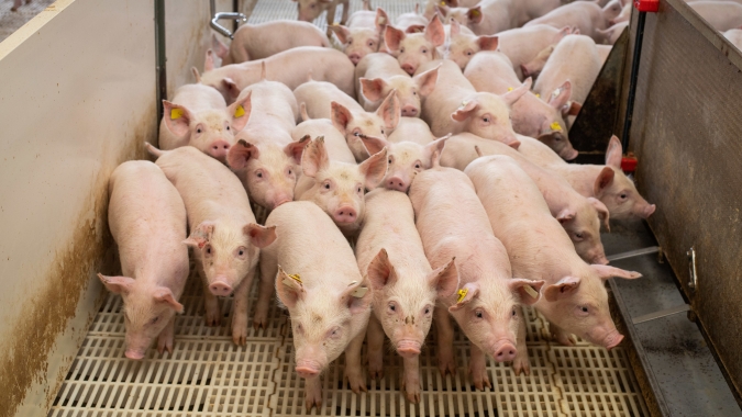 Carcaça especial suína cede em São Paulo nesta terça-feira (29), valendo R$ 9,90/kg/10,40/kg