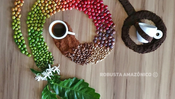 Colheita dos Robustas Amazônicos: A melhor estratégia para superar os desafios é respeitar o ciclo natural