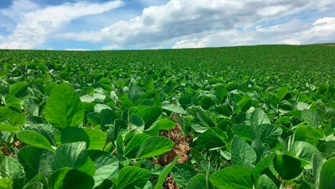 Aproveitando chuvas regulares, LEM/BA está com plantio da soja adiantado e espera recorde de produção