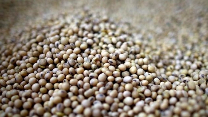 Bolsa eleva projeção para safra de soja 2019/20 da Argentina a 54,5 mi t