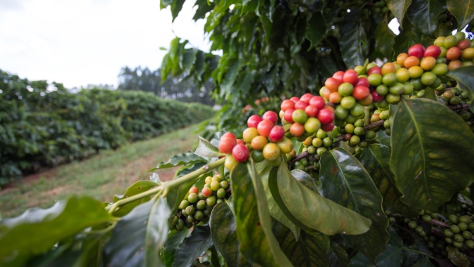 Café: Com clima favorável, safra 25/26 do Vietnã pode ser maior