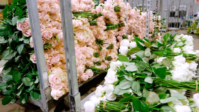 Produtores se reinventam para recuperar prejuízos da pandemia nos setores de flores e de hortifrúti