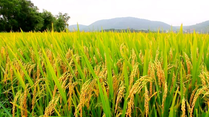 Plano Safra terá ganho para quem produz alimentos em vez de commodities, diz ministro Teixeira