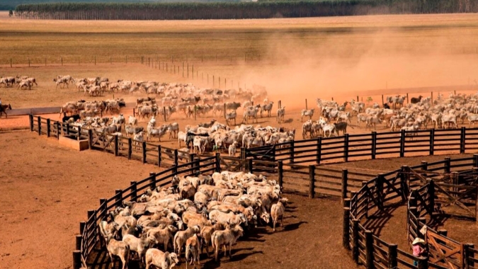 Preços futuros do boi gordo acumulam queda de até 10% na B3 em semana marcada por realização e escoamento comprometido
