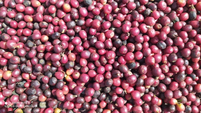 Café finaliza pregão mantendo altas e ainda sustentado pelo clima