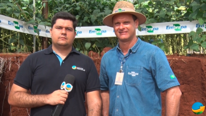 Embrapa “abre o solo” para mostrar ao produtor a diferença das lavouras produzidas em um solo bem cuidado e em outro compactado