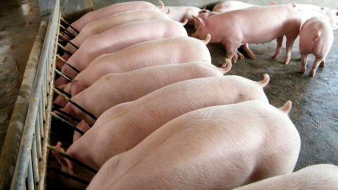 Suínos: preço do animal vivo continua caindo em algumas praças produtoras