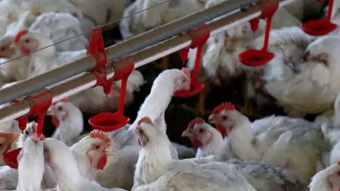 Gripe aviária: China notifica primeiro foco da doença