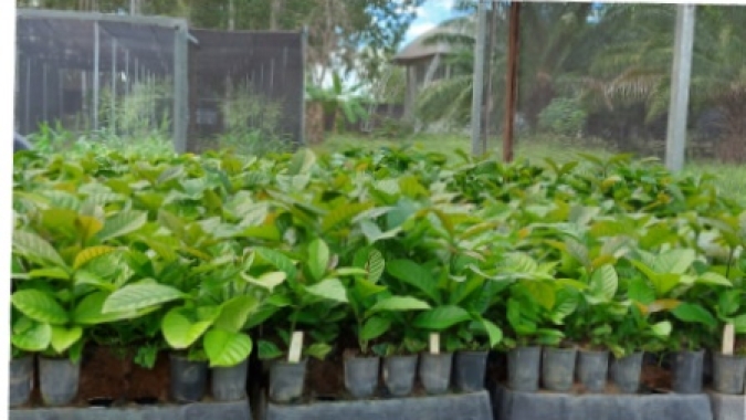 Embrapa Roraima iniciou entregas de mudas de café aos produtores do projeto polo cafeeiro em Roraima